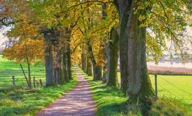 Eichenallee am Egglburger See im Herbst