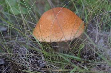 mushroom in grass