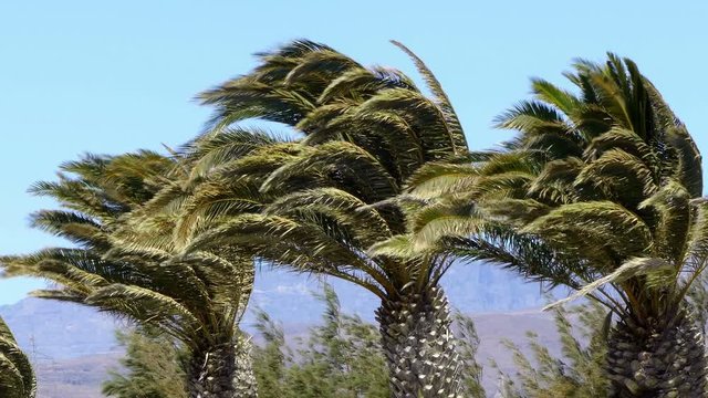 Three palm trees moved violently by a gale.