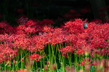 ヒガンバナ、蝶