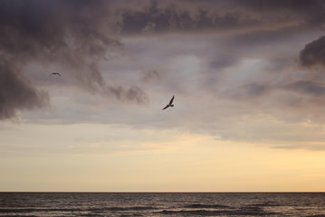 Fototapeta na wymiar couple of birds flying above the sea at sunset at cloudy day