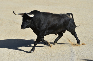 toro en españa