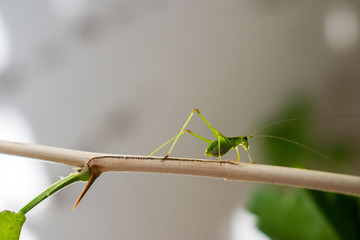 Tuscany, big green locust, tettigonia viridissima on the plant
