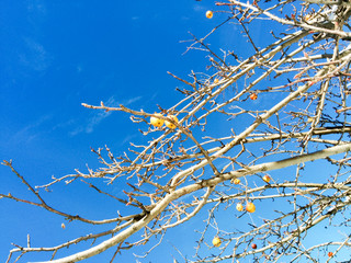 Tree branches with no leaves during winter season