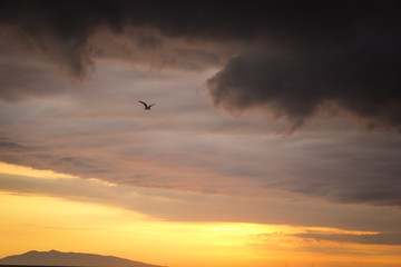 Fototapeta na wymiar bird flying feathered sunset sky clouds