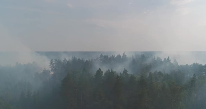 Forest in Fire, Burning Trees, Bushs, Burning Dry Grass in the Peatbog. Heavy Smoke Against Sky. Dron Shoot. 