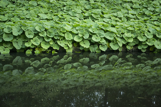 Pestwurz Pflanzen Ufer Teich