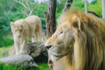 Naklejka premium Pair of adult Lions in zoological garden