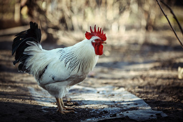 beautiful rooster walks in the garden