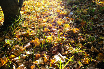 leaf litter illuminated by autumn evening sun