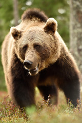 Fototapeta na wymiar brown bear closeup in forest