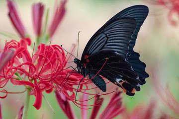 黒い蝶と彼岸花の赤い花