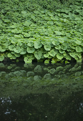 Pestwurz Pflanzen Ufer Teich