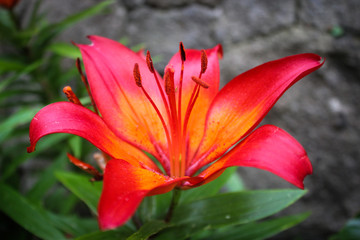 red beautiful flower blossomed