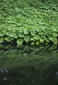 Pestwurz Pflanzen Ufer Teich