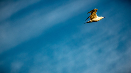 Gabbiano in Volo