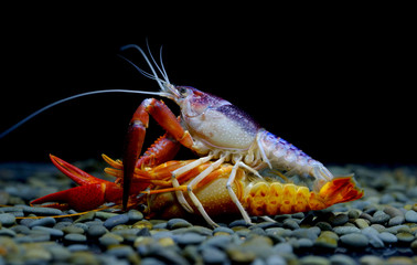 crayfish Breeding in the aquarium