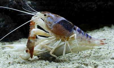 crayfish Breeding in the aquarium