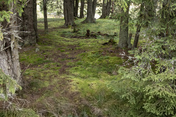 Forest trees in Bucegi mountains,  Romania,  Spring day