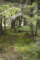 Fototapeta premium Forest trees in Bucegi mountains, Romania, Spring day