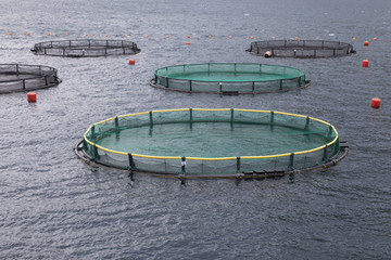 Cages for fish farming and fish farm