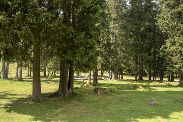 Fototapeta na wymiar Forest trees in Bucegi mountains, Romania, Spring day