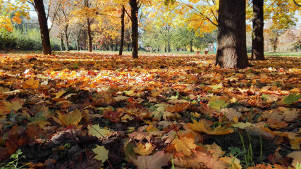 Colorful autumn leaves on the ground