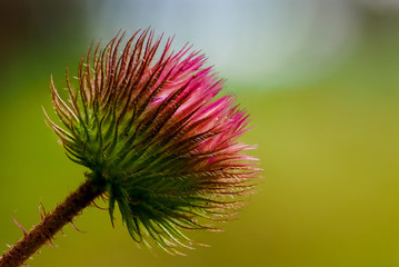 Macro spike flower with blur background