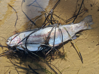 Trout washed up on the sandbank