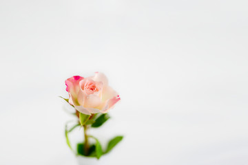 Fototapeta premium pink roses on a light background