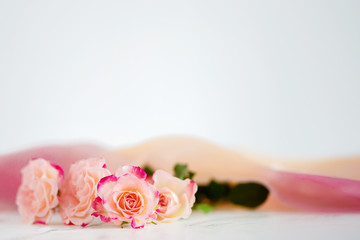 pink roses on a light background
