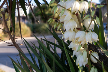Blooming palm, Yucca flowers