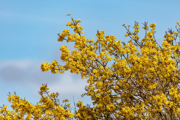Bunch of yellow flowers growing on a big tree