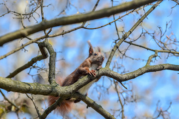 Eichhörnchen