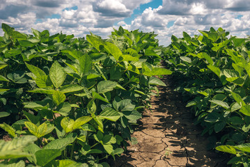 Organic soybean crop growing in the field