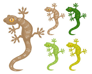Fototapeta premium Gecko, zestaw tego samego wizerunku jaszczurki w różnych kolorach. Ilustracja wektorowa, pojedyncze obiekty.