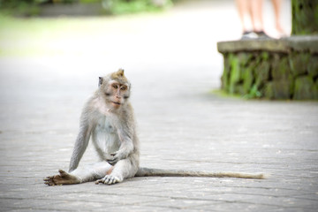 monkey macaque