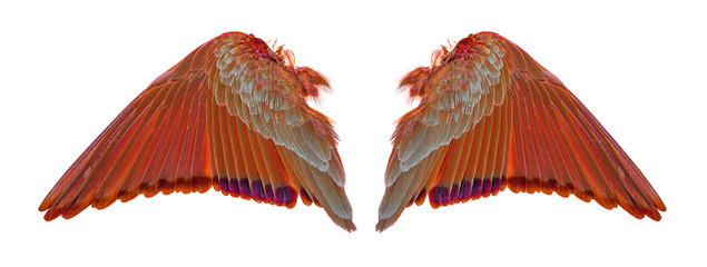 wings of birds on white background