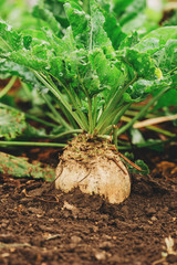 Sugar beet root crop organically grown