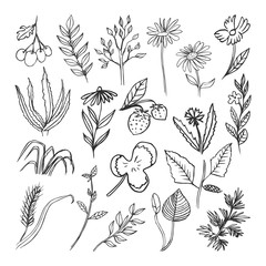 Floral collection with leaves , branches. Set of vector sketches isolated on white background