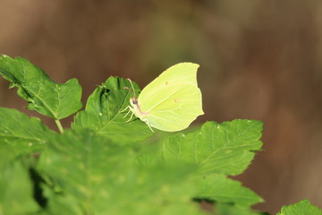 Green Butterfly