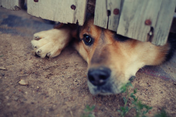 the dog under the fence