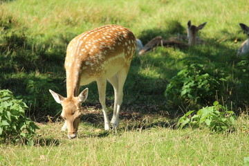 Deer In A Pasture
