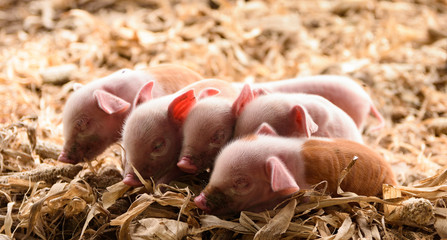 Leitões rosa, porquinhos recém-nascidos na fazenda.
