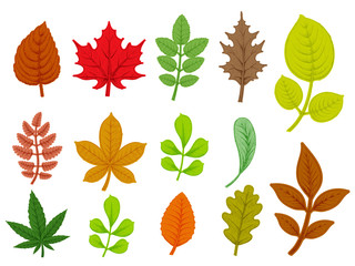 Set of colorful autumn leaves. Isolated on white background.