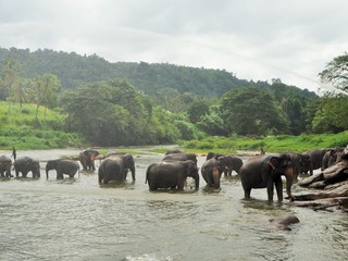 Obraz na płótnie Canvas Pinnawala Elephant Orphanage