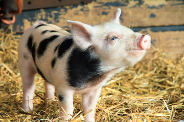 Very cute little newborn piggy pig (sus scrofa) in a petting zoo in the Netherlands - 223170427