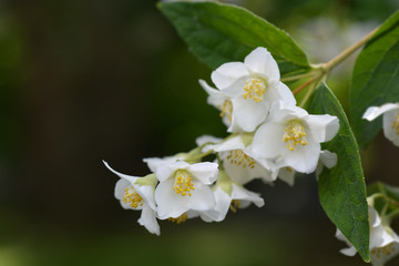 Florida mock orange