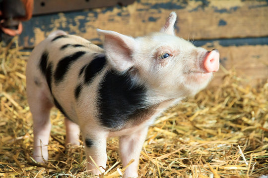 Very cute little newborn piggy pig (sus scrofa) in a petting zoo in the Netherlands