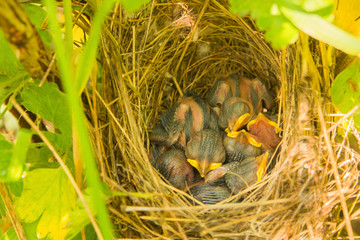 young small bird a blind chick requires food with a bright yellow beak in a nest hidden in the grass from predators